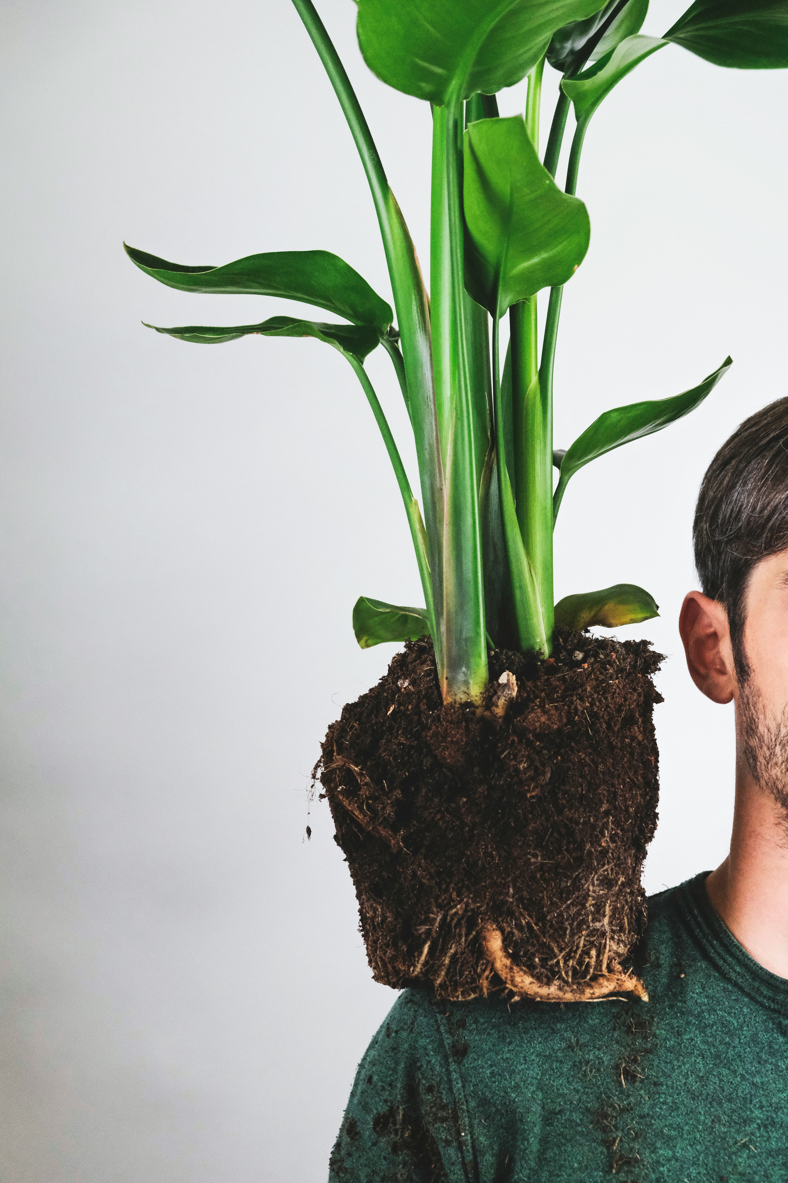 man in black crew neck shirt holding green plant